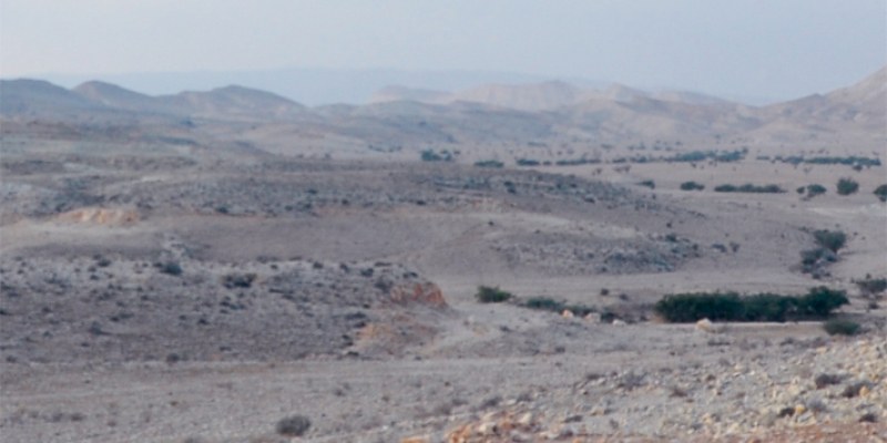 In der Fremde sprechen die Bäume arabisch